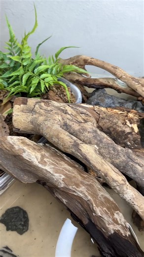 Some of the COOLEST lizards, and a beautiful enclosure built for them! 🦎 The Borneo Earless Monitor (Lanthanotus borneensis) is a rare species of semi-aquatic lizard native to Borneo. They spend most of their time in the water, and are luckily being bred in captivity somewhat regularly now! Amazing lizards, and so cool to see! 🔥🙌 Video by @masonbarns #reptiles2you #rare #coolanimals #gecko #animals #wildlife #reptiles #nature #lizard #monitorlizard #borneo | Reptiles2You