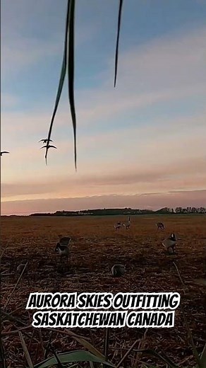 Canada goose hunting with Aurora Skies Outfitting - Saskatchewan Canada