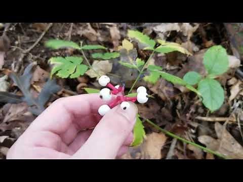 White Baneberry/Dolls Eye's Poisonous Plant - Actaea pachypoda