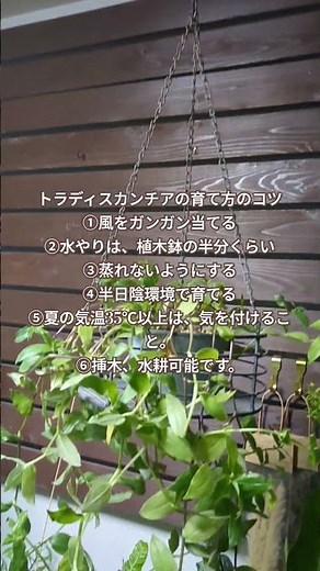 【トラディスカンチア】の育て方のコツ