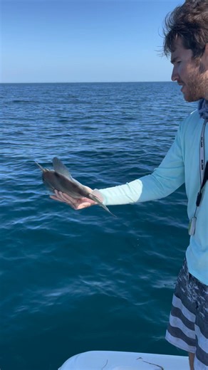 9.5K views · 55 reactions | This is how trigger fish got their name! And these are some of the other fish you can expect to run into while out offshore fishing! #triggerfish #deepseafishing #grouper #triggerfish | Groupermvp | Facebook