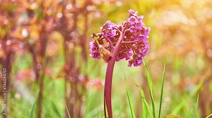 Bergenia crassifolia in family Saxifragaceae. Heart-leaved, heartleaf, leather or winter-blooming bergenia, elephant ears, Korean elephant-ear, badan, pigsqueak, Siberian and Mongolian tea.