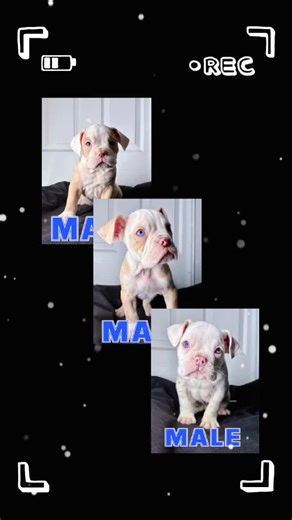 Adorable 8-Week-Old Olde English Bulldogge Puppies