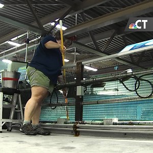 21K views · 24 reactions | As part of our series on sharks on the...