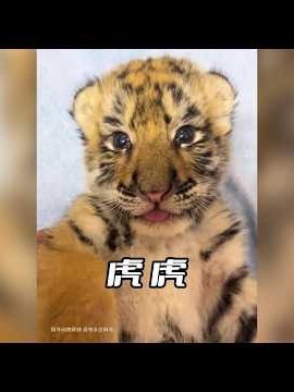 國外大叔收養流浪奶貓，長大後竟變身凶猛老虎，揭開救助背後的驚人真相！ #動物救援 #野生動物 #萌寵變猛獸 #奇聞軼事
