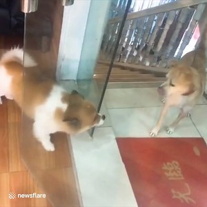 Fighting on the internet vs in real life 😂 | VT