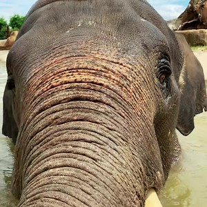 452 reactions · 41 shares | Hand feed a tiger, and get up close to the elephants - there's heaps to see and do at the NEW Sydney Zoo  | Sydney Zoo | Facebook