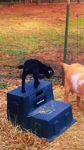 🐐 Cute Baby Goat Jumping and Playing! 😍