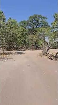 Never Struggle with Reversing Your Caravan Again!