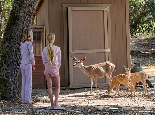 A wild deer chose her - and kept coming back every day