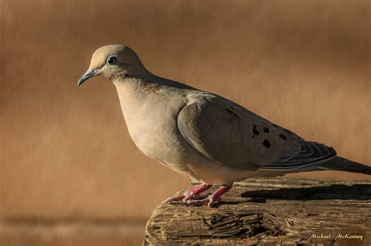 Mourning Doves and the Cooing Sound That Earned Them Their Name