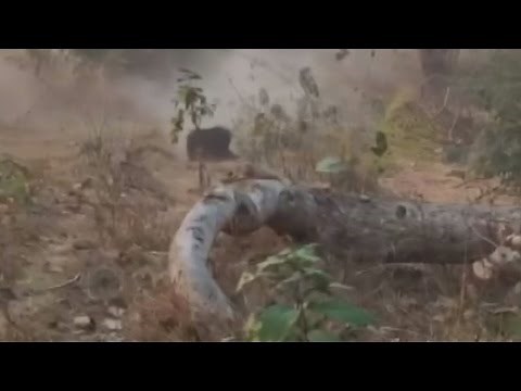 Shocking footage of a bear being shot after killing three people