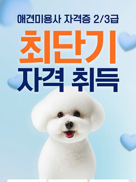 #강아지 #애견미용 #애견미용사자격증 #강아지틱톡추천