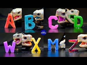 ASMR Mukbang Eating Rainbow Alphabet 🐢 Turtle Tortoise 172