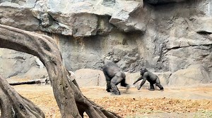 Who's ready for some family time this week? Our gorilla troop is spending more time inside the Tropical Forest where it's warm and toasty. Siblings Pablo and Aziza have so much fun together! The Zoo is closed on Thanksgiving, but grab your siblings and make some memories at the Zoo over the holiday weekend! 📹 Volunteer Jennifer Matthews | Franklin Park Zoo