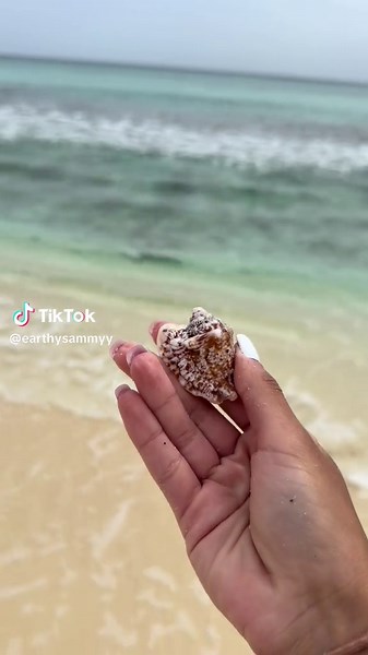 Identifying Unique Seashells in Cayman Islands