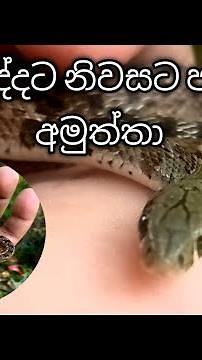 Ahara Kukka came home|නිවසට පැමිණි අහර කුක්කා
