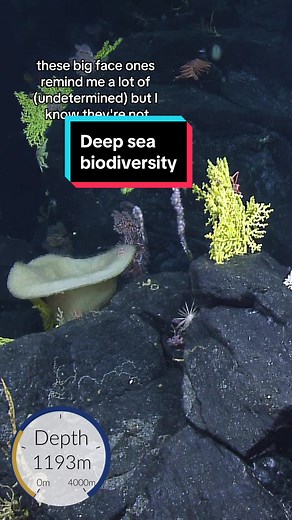 Exploring Deep-Sea Biodiversity in Papahanaumokuakea
