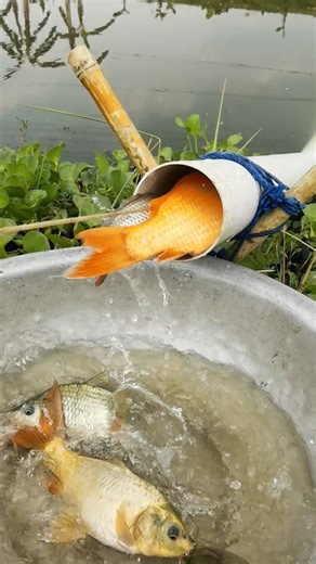 Unique effective PVC pipe fish trap in river #fishing #FishingLife #fish #reels | Catch Fish With ET