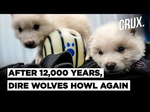 Meet Remus, Romulus, Khaleesi: Three Dire Wolves Become the World’s First De-Extincted Animal
