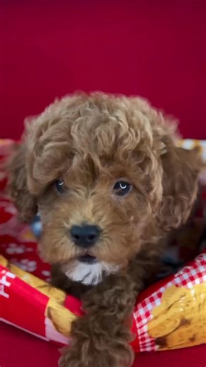 | Call Her Trouble❤️ #fancytoypoodles #toypoodle #teacuppoodle #minipoodle #micropoodle #redpoodle #wedeliver #chocolatepoodle #minaturepoodle | Fancy Toy Poodles | Facebook