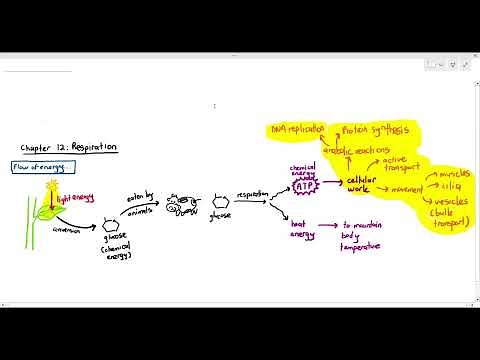 12-1 Introduction to Respiration, Why do we need ATP? (Cambridge AS A Level Biology, 9700)
