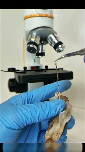 Shrimp Under Microscope: NEVER Eat Them Raw! 🔬🦐 #shorts