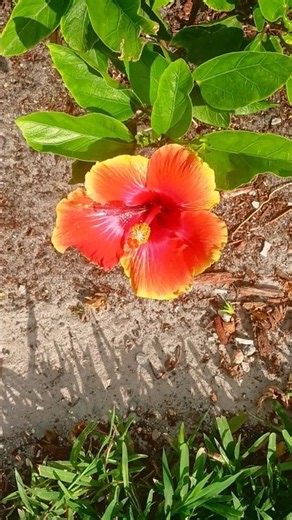 Cute Hibiscus Flowers China Rose 🌺 #flower #flowers #hibiscus #chinarose
