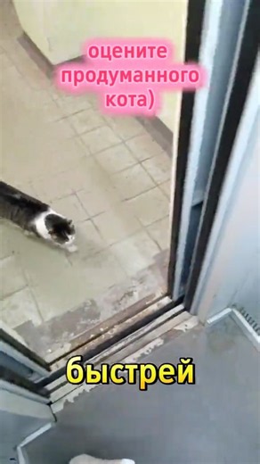 The cat that takes the elevator home 😱 #funnycats #cat #coolcats #catvideos