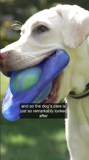 Raising a Future Guide Dog: Becoming a CNIB Guide Dogs Puppy Raiser