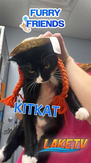 1.9K views · 15 reactions |  Meet Kit Kat — 6 pounds of pure sweetness! This playful 6-month-old kitten loves other cats and is ready for her forever home.  Visit Ozarks Kat and K9 Shelter in Sunrise Beach today! #LakeoftheOzarks #laketv #ozarkskatandk9 #catadoption #adoption #pets | Lake TV | Facebook