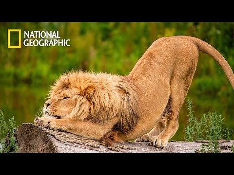 African Lions - Lion Pride Documentary | National Geographic Documentary 2023
