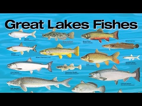 Discover Great Lakes Fish: A Species Guide 🐟🐠