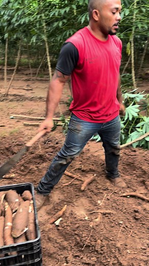 Cuidados essenciais na plantação de mandioca