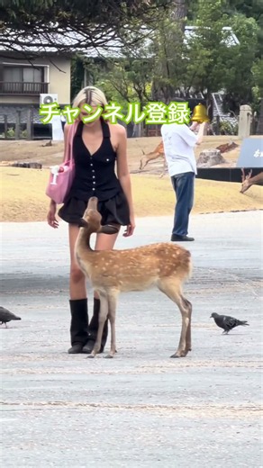 外国人の彼女が奈良公園で鹿にメロメロ！可愛すぎるハプニング 🦌💕 Nara kōen no shika wa totemo kawaii#shorts