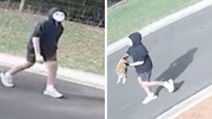 Chilling CCTV footage before cat killed (7NEWS)
