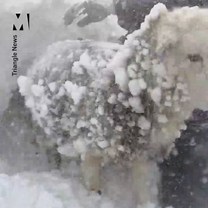 170K views · 561 reactions | This video from a farming couple shows how bad it can get when exposed to the elements, as they ended up having to free three of their sheep out of a 10ft snowdrift ❄️ | Metro | Facebook