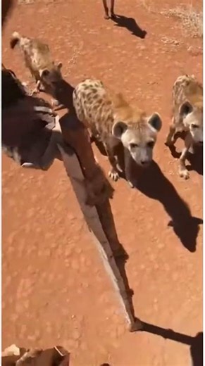 A Stilt Walker Crosses a Path with Hyenas.
