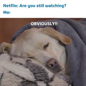 682 reactions · 82 shares | C'mon did you even need to ask?! Catch all your favourite Netflix shows on BlueSky TV. | Shaw | Facebook