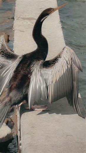 Weird looking bird wonder what it is kinda scary looking