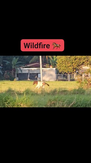 Here's a new rendering of the classic song by Michael Martin Murphy where he joined Cody Johnson to redo the song #wildfire. 🎥 Video of a horse nearby our home in #botolanzambales that I took in November 2023. | Bill Simms