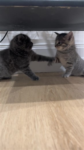 pisho and pishak🥹❤️ #kittens #kitty #fyp #playfight