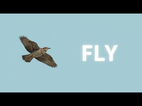 Bird Flight Explained: Nature's Perfect Aerodynamics
