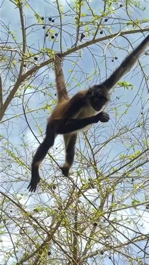 Real Life Robin Hood: The Hadza Tribe #wildlife #shorts