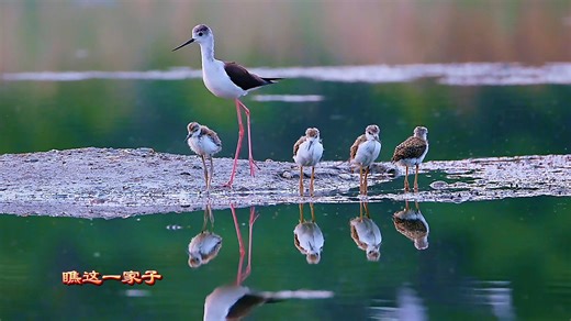 20K views · 740 reactions | sweet family of Black-winged Stilts (黑翅长脚鹬,Himantopus himantopus). They are strikingly large black-and-white waders with a thin, straight bill and bright pink legs. ❤舒扬sy摄影 ❤❤❤ #Nature #Peace #wildlife #China #love #travel | Lin hillside | Facebook