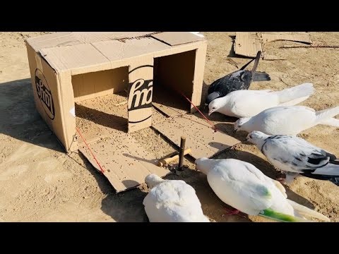 Pigeon Catching Easy Trap Uasing Cardboard Box | @qbtraps 