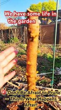 Don’t Be Afraid to Prune — This Is What Happens After!#garden #fruittrees #pruning
