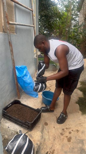 2.8K views · 37 reactions | Here is the dried black soldier fly maggot that will replace the total use of conventional feed/fertilizer in the agricultural sector | Bempet Organic Farm | Facebook