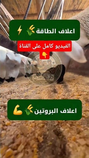 السر اللي يخلي الخرفان تسمن بسرعة: الطاقة والبروتين وأخطاء يقع فيها أغلب #الكسابة #تسمين_الخرفان
