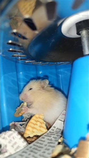 hamster 🐹 eating food 🥝 | #hamster #hamsters #hamstercombat #shorts #funnyanimal #animals #short